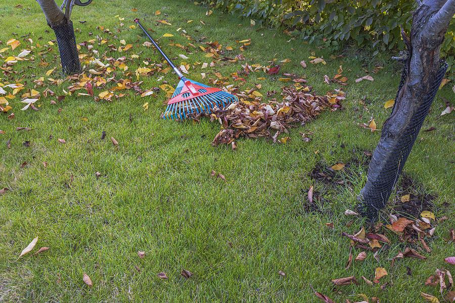 Fall Landscaping Tips to Keep Your Grass Alive This Autumn